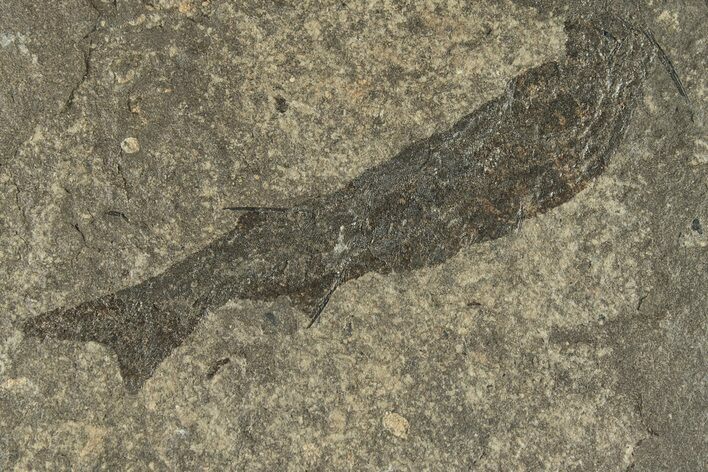 Carboniferous Spiny Shark (Acanthodes) Fossil - Siberia #228889